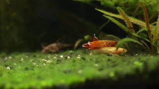 Lyretail Killifish(Aphyosemion australe 'GOLD') - Mating Pair