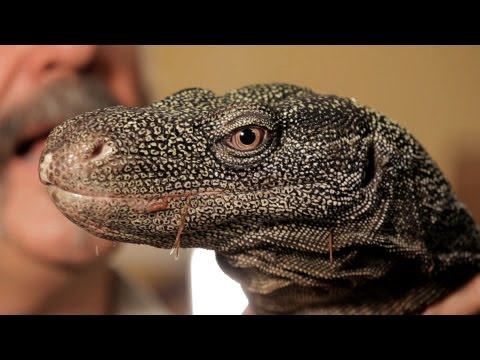 5 Cool Facts about Monitor Lizards | Pet Reptiles 5 Cool Facts about Monitor Lizards | Pet Reptiles