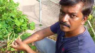 ரிதன்யாவின் வீட்டுத்தோட்டம் / வீட்டு தோட்டம் / veettu thotam / Mr.VIVASAYEE / HOME GARDEN