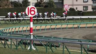 2025 1 18 中山競馬場第5レース　3歳未勝利　勝利馬：シェーンシュティア（三浦 皇成騎手）　アロンズロッド　ウアーシュプルング　ウインスティーガ　他