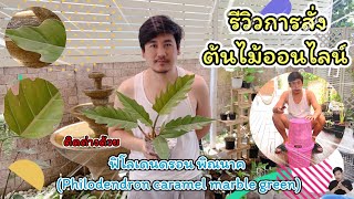 รีวิวการสั่งต้นไม้ออนไลน์ !?  ฟิโลเดนดรอน พิณนาค Philodendron caramel marble green | jooninfinity