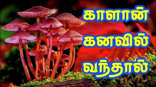 இவங்களுக்குத்தான் காளான் பற்றிய கனவு வருமாமே!!! உங்களுக்கு காளான் கனவுல வந்திருக்கா?!