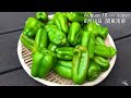 hydroponic cultivation of bell peppers