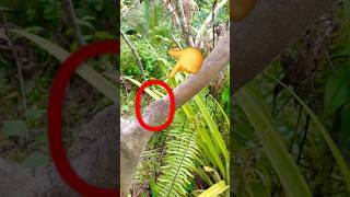 look at this caterpillar hiding!!😱 #nature #viralvideo #viralshort