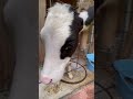 あむあむ通り越してガジガジ【六甲山牧場】cute cow shorts