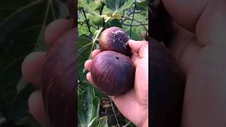 Fig Harvesting Time | Time To Harvest Ripe Fig 😃 #shorts #youtubeshorts #fruit