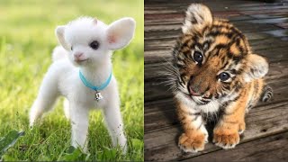 Cute Baby Animals s Compilation | Funny and Cute Moment of the Animals #28 - Cut