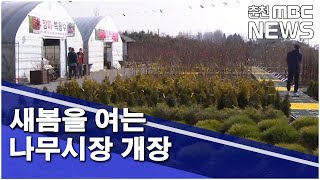 [춘천 MBC] 새봄을 여는 나무시장 개장