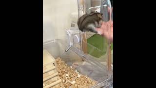 【28】脱走を試みるニコちゃん　#ジャンガリアンハムスター #ハムスター #hamster #shorts