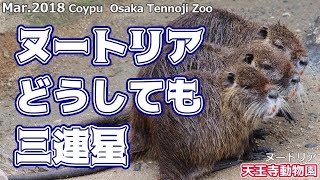 ヌートリアどうしても三連星 天王寺動物園ヌートリアCoypu Osaka Tennoji Zoo