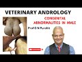 Congenital genital abnormalities in male domestic animals I Veterinary Andrology I VGO Unit 3 I GNP