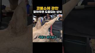 코뿔소에 관한 알아두면 도움되는 상식