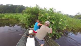 Wasp attack boat dive