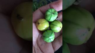 ഈ പഴം കഴിച്ചവരുണ്ടോ🥰#fresh #fruit#nostalgia #shorts