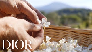 The Story Behind The Harvest of the Jasmine Flower in Grasse