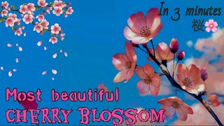 Most beautiful cherry blossom in japan|cherry blossom tokyo |සකුරා දේශය සකුරා මලින් වැසී යන හැටි🇯🇵