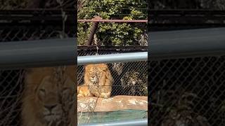 #shorts 吠えるトウヤくん！　ライオン　千葉市動物公園にて　2024年3月14日