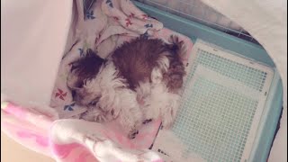 【シーズー子犬】チャロが家族になるまでの軌跡　ShihTzu puppy Charo