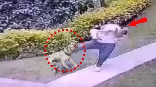 Brave dog owner saves her dog from a Pitbull!!!