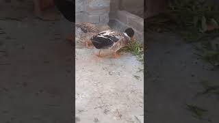 Ducks mashallah