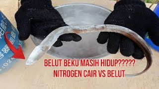 EKSPERIMEN : BELUT di bekukan dengan liquid nitrogen tapi masih hidup !