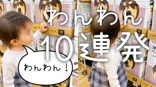 わんわん10連発 #1歳 #犬 #わんわん #わんちゃん