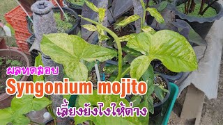 เงินไหลมา โมจิโต้ เลี้ยงยังไงให้ด่าง Syngonium mojito