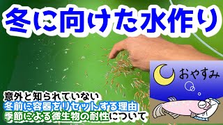 メダカの冬越し準備で飼育容器をリセットする意外と知られていない理由～季節による微生物の耐性について～【媛めだか】