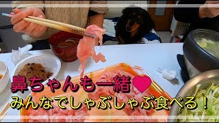 鼻ちゃんも一緒に！みんなでしゃぶしゃぶを食べる！ #781