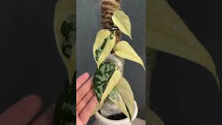 Scindapsus Mayari | Indonesiaplants.com | Tropical Houseplants