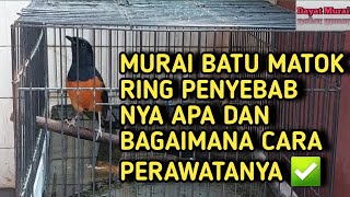 MURAI BATU MATOK RING PENYEBAB NYA APA DAN BAGAIMANA PERAWATANYA ✅️