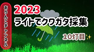 ２０２３.０７.１６ライトトラップ