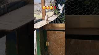 #viral #foryou #porumbei #viralvideo #pigeonracing #pipa #vlog #antrenament #eliberare #pigeon