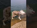 480 fps slow motion dog shaking off water australian shepherd