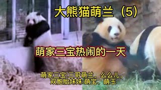 大熊猫 越狱大熊猫萌兰，么么儿，看俩妹妹萌宝，萌玉打架