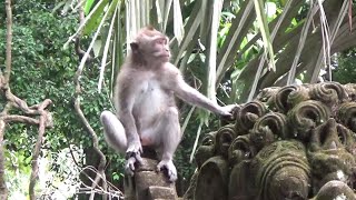 バリ島    ウブド　猿の楽園　モンキーフォレスト   Bali Ubud Monkey's paradise Monkey Forest