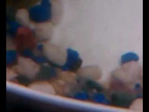 jaguar cichlid (TROPICAL FISH) jaguar cichlid (TROPICAL FISH)