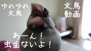 ゆれゆれ文鳥　桜文鳥ちゅん太　文鳥動画