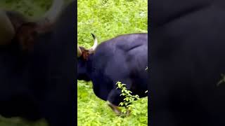 കാട്ടു പോത്ത് #shorts #forest #buffalo