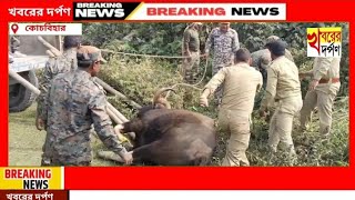 দুইটি বাইশন দাপিয়ে বেড়ালো গ্রামে।