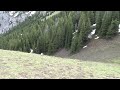 encountering a grizzly bear near the summit of elpoca creek hill in kananaskis