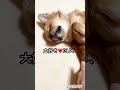 ０歳児チワワがうとうとする動画　 chihuahua かわいい 寝落ち