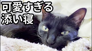 添い寝する保護子猫が寝落ちするまでの様子が可愛すぎた