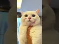 ahahahahahahahahahaahha 😂😅 cats catsvideo pets petsvideo funny funnyvideos fy shorts