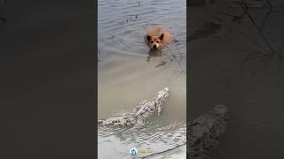 OH MY GOD!! SEEKOR ANJING DIDEKATI BUAYA #animals #shorts