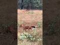 Dhole running through the woods #shorts #wildlife