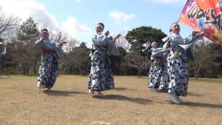 川棚菜の花よさこい2017　黒崎wav sav（芝生会場）