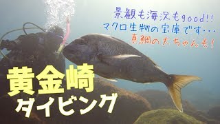 【SONY RX100M3】黄金崎ダイビング ～マクロだけじゃない！変な？珍しい？生物まで楽しめる～ 1080p60 HD