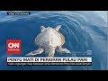 Penyu di Pulau Pari Mati, Dinas Lingkungan Hidup Kepulauan Seribu Bantah Penyu Mati karena Sampah