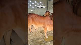 આપણે ગીર ગાયની સાચી કહેવત શોધી #cute #cow #babyanimalslist #animal #bull #gircow #cutestbabyanimals